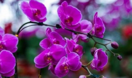 蝴蝶兰电视剧,爱在花海绽放